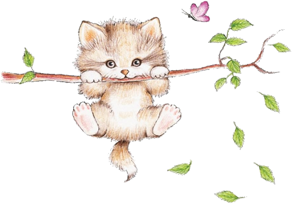 Pet products and accessories